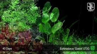 Echinodorus Ozelot Green [upl. by Yahs]