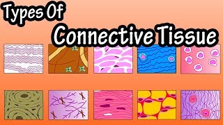 Types Of Connective Tissue  What Is Connective Tissue  Functions Of Connective Tissue [upl. by Atineg]