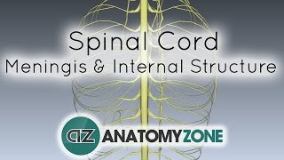 Spinal Cord  Meninges and Internal Structure  Anatomy Tutorial [upl. by Melloney]