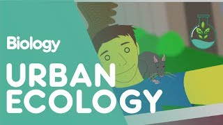 What Is Urban Ecology  Ecology amp Environment  Biology  FuseSchool [upl. by Scrivings244]