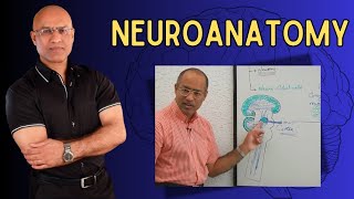 Neuroanatomy  Neurology  Neuroscience  Dr Najeeb [upl. by Gable]