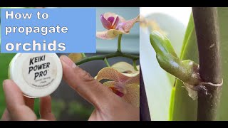 How to propagate orchids using keiki paste [upl. by Mcintyre288]