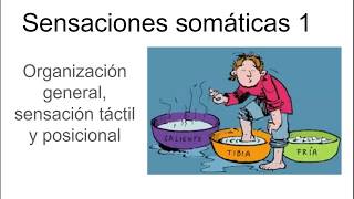 Sensaciones somáticas 1  Fisiología [upl. by Ergener]