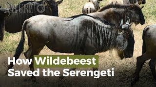 Wildebeests Are Saving The Serengeti [upl. by Eseeryt]