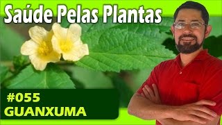 Saúde Pelas Plantas  Guanxuma calmante antiinflamatório diarreias hemorróidas [upl. by Burnaby]