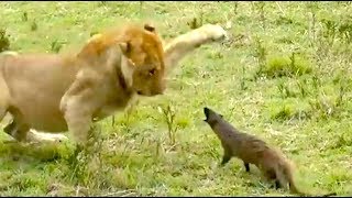 Ozzy Man Reviews Mongoose vs Lions [upl. by Saks98]