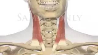 Function of Sternocleidomastoid SCM muscle [upl. by Dellora]