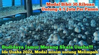 Untung Melimpah Ide Bisnis Millenial  Budidaya JAMUR MERANG OMSET BISA SAMPAI 5 JUTA [upl. by Anrahc]