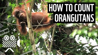 How to count orangutans  WWF [upl. by Annahsor208]