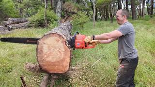 More 100cc fun 50 inch bar on a 2100xp Legendary Husqvarna Chainsaw [upl. by Cormier]