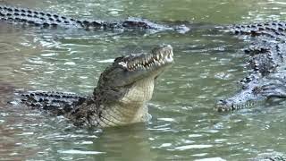 Nourrissage des Crocodiles  La ferme aux crocodiles  Pierrelatte Drôme  France [upl. by Jehu835]