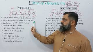 Difference between Amylose and Amylopectin English medium profmasoodfuzailAmylose Amylopectin [upl. by Palmira]