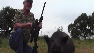 22 LR SubSonic Vs 400 lb Hog Hunt Night VisionSuppressed [upl. by Murial]