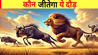 Lion aur Wildebeest ki Race Kaun Banega Champion  Lion vs Wildebeest [upl. by Irafat]