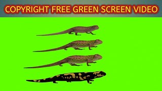 Snake green screen video  Saara hardwickii Green Screen video  साप green screen  Copyright Free [upl. by Sulokcin]