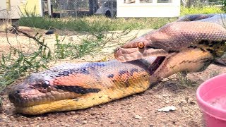 Python Anaconda FIGHT over LIVE Squirrel  Eaten by Winner [upl. by Ahsinyt]