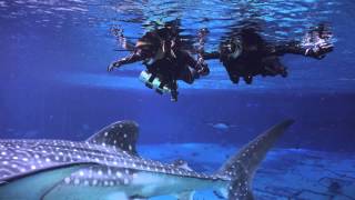 Swimming with Whale Sharks at the GA Aquarium [upl. by Geno]