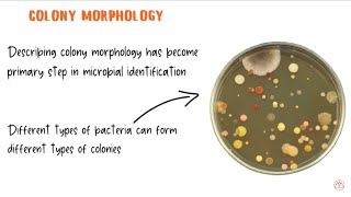 Bacterial Colony Morphology with Live Examples [upl. by Becka]