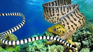 You should watch this dramatic video  Sea Snake Attacks Moray Eel How will it end [upl. by Hinda424]