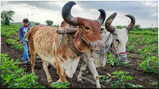 Ploughing Field using Bulls  Ox  Traditional Plowing Method [upl. by Htyderem]