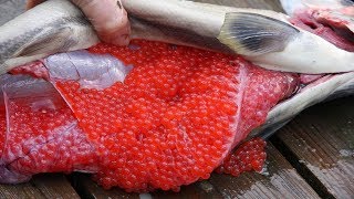 Amazing Salmon Eggs Harvest and Artificial Spawning  Awesome Drops Thousands of Fish Into The River [upl. by Ernesto]