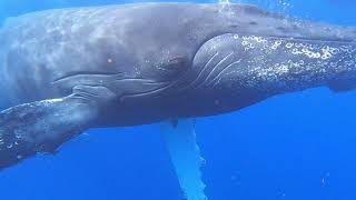 Randonnée palmé avec baleine et dauphin 974 [upl. by Nylknarf]