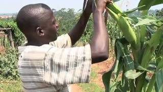 Modern Farming in Uganda [upl. by Yeaton958]