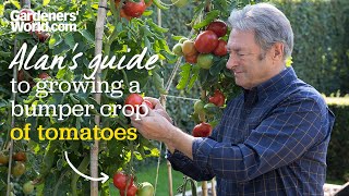 Caring for tomatoes [upl. by Santa]