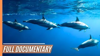 Noronha Spinners Dancing Dolphins  Full Documentary [upl. by Assirialc979]