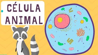 La 🦠 CÉLULA ANIMAL 🧬 fácil  sus partes posición y qué función tiene cada una  biología [upl. by Eicart]