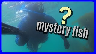 MYSTERY FISH appears while spearfishing 🐟🐠 Part 1 [upl. by Iah934]