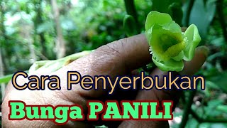 Cara penyerbukan Bunga PANILI [upl. by Nahtanhoj]