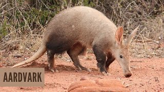 Fakta Menarik Tentang Aardvark Si Babi Tanah dari Afrika [upl. by Alexandr]