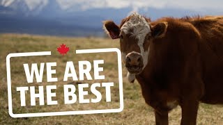 Why Albertas grasslands are the perfect place to raise cattle  We Are The Best [upl. by Palm]