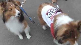 救急車のサイレンに遠吠えするシェルティ Sheltie sing howl with siren sound of [upl. by Reuven210]