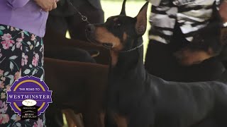 Best of Breed Minute Doberman [upl. by Gniy]