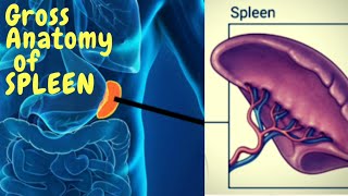 Anatomy of Spleen  Gross External features  blood supply  clinical [upl. by Garratt]