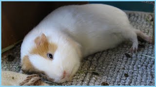 Best guinea pig noises of the wheek 2021 Week 13 [upl. by Lemor4]