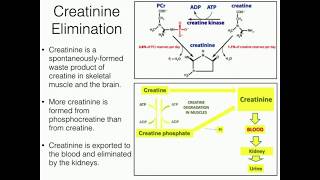 Creatine Function 22 Degradation to Creatinine [upl. by Mundford]