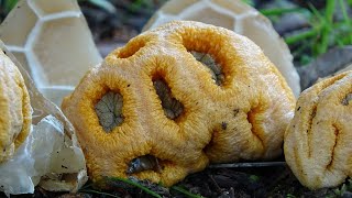 Clathrus ruber  Red Cage or Lattice Fungus  Clathre rouge [upl. by Nacim498]