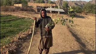 Tree Farming Pakistan Wood Farming  Balochistan Farming [upl. by Llewsor]