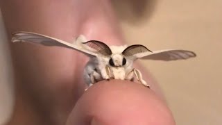 Cutie fluffy silk moth [upl. by Olinde364]