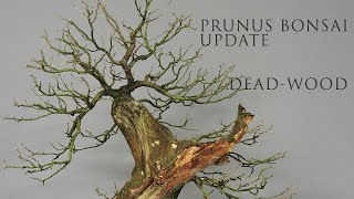 Prunus update [upl. by Yboc]