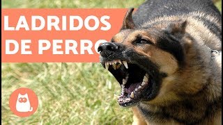 Ladridos de Perro  Muy bueno barking dogs [upl. by Phedra]