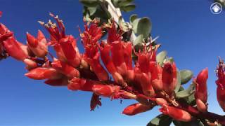 Fouquieria splendens ocotillo [upl. by Enilehcim]