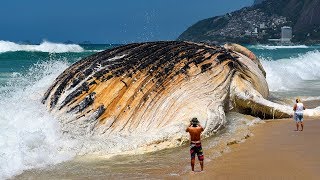 Le 7 Più Grandi Creature Degli Oceani [upl. by Tilly]