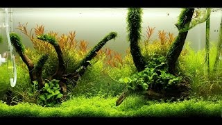 Aquadesignamano Spirit  Way of the ADA System  Day 72 Update  ADA 60p Nature Aquarium [upl. by Honoria]