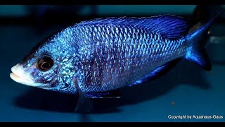 Malawi cichlid tank  New fish White lips  Weisslippen Buntbarsch [upl. by Ecerahs579]