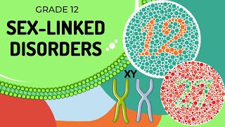 Xlinked Genes Patterns of Inheritance [upl. by Britney383]