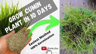 How to grow Cumin Plant From Seeds at home in 2021  Grow CuminJeera seeds at home in easiest Way [upl. by Bergstrom873]